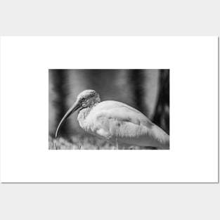 Gatorland American white ibis black and white Posters and Art